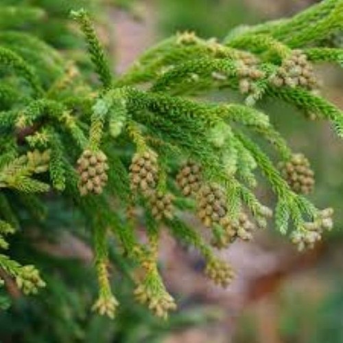 Japanese cedar tree - x,