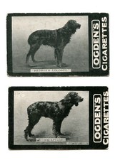 GORDON SETTER Gun Dog Vintage Cigarette Cards C. 1902 Ogdens Tab x 2 Both Named