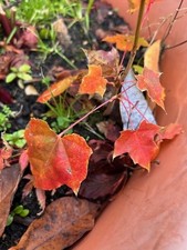 Norweign Sunset maple tree