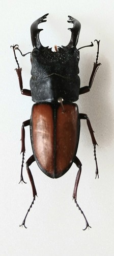 Prosopocoilus umhangi male - umhangi,