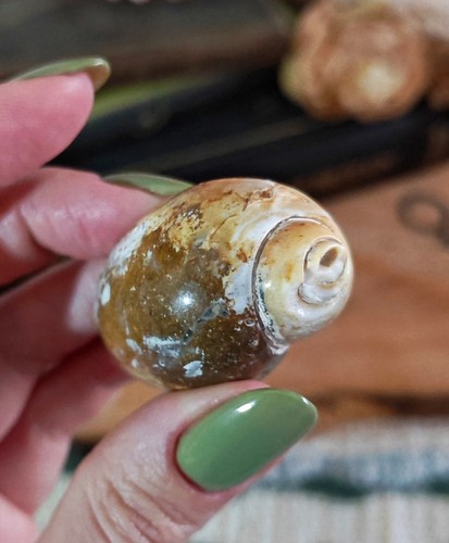 Rare agatised gastropod - agatised, fossil