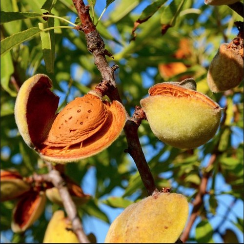 Almond saplings for sale - for,