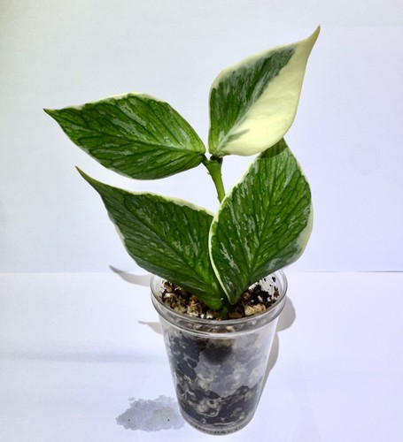 Hoya polyneura jasminka - polyneura, 4leaf