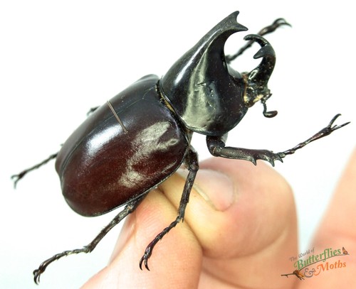 Xylotrupes gideon horned - gideon,