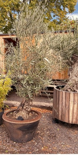 Gnarly olive tree - gnarly,