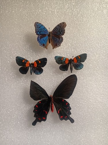 Butterfly for crafting bundle - crafting,