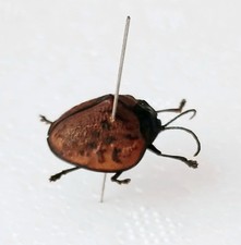 Light Brown & Black Spotted Bug (A-) Set x1 Entomology Specimen.
