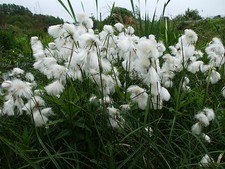 Cotton Grass Eriophorum Pond Plant Marginal Plant Bog Water Plant