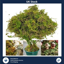 Lush Green Dried Forest Moss