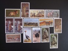 14 African Wildlife Lambert &