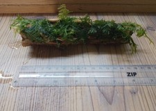 Christmas Moss On Thick Colla Wood- Bogwood - Live aquarium plant Tropical 