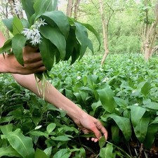 5x edible broad leaf ? Live Wild Garlic bulbs for culinary use • Live Plants