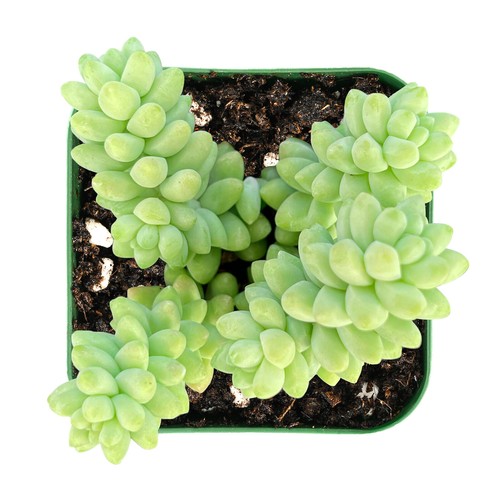 Burro tail sedum - burro's,