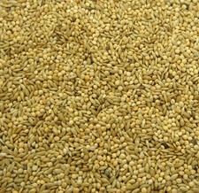 Budgie 50/50 Seed 20kg - Budgie Canary and Finch Seed and Feed