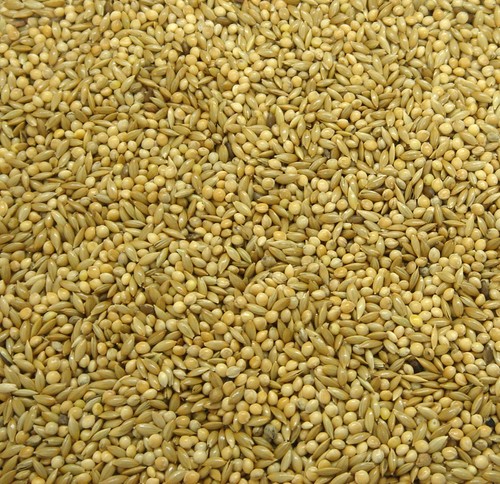 Budgie seed 20kg - budgie,