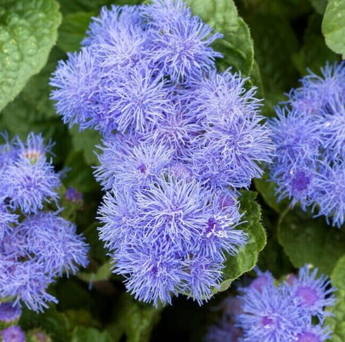 Ageratum flower seeds - seeds, 1000+