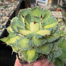 Agave large half moon