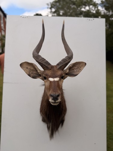 Taxidermy nyala shoulder mount - taxidermy,
