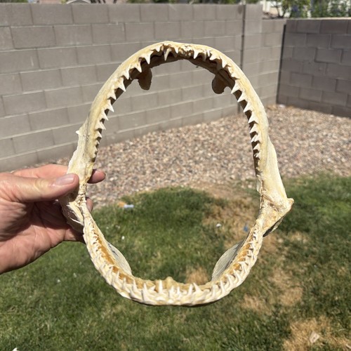 Genuine large sand tiger - sand,