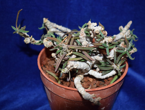 Caudex euphorbia cylindrifolia - euphorbia,