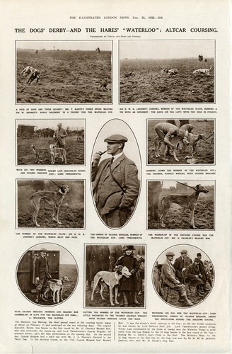 Greyhound waterloo cup - greyhound,