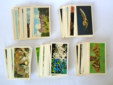 Vintage Grandee & Doncella Cigar Cards  - Job Lot of 138 - No Sets Complete