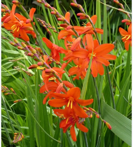 Orange crocosmia plants - crocosmia,