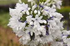 Agapanthus Queen Mum perennial