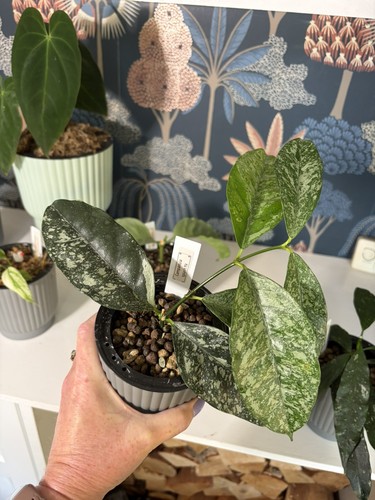 Hoya campanula splash