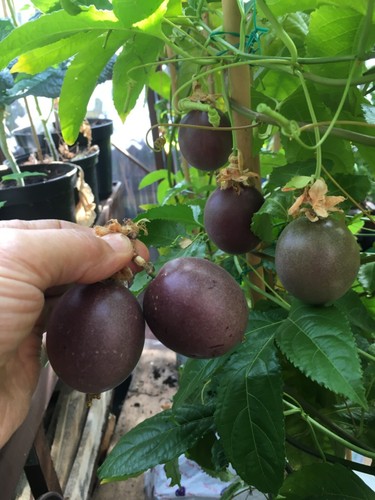 Passion fruit healthy - healthy, plant