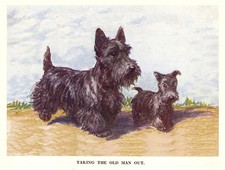 SCOTTISH TERRIER CHARMING