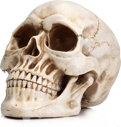 Life size skeleton replica - size,