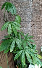 Anthurium Polyschistum Rare