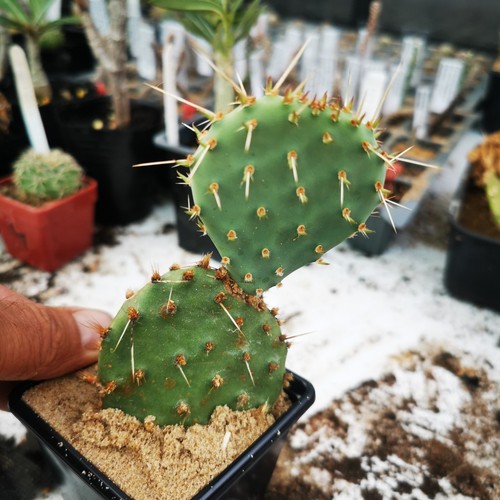 Opuntia phaeacantha - , v