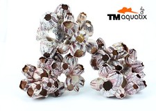 Decoration shell aquarium - decoration,