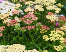 Yarrow Summer Pastel Mix Achillea Millefolium - 1600x Seeds -  Perennial