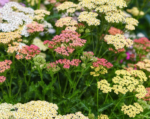 Yarrow summer pastel - summer,