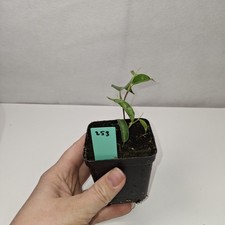 Ficus Benjamina Rooted Cutting Growing Plant Potted In nursery Pot