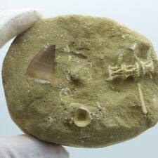 Mosasaur Aquatic Lizard Fossil and Shark Remains Cretaceous Morocco  + Stand