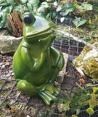 Bermuda pond spitter frog - pond,
