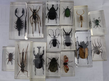 Vintage Real Bugs Insects In Clear Acrylic Resin Collection Of 15