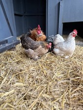 6x Pekin Eating Eggs