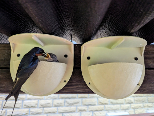 Pair swallow nesting - pair,