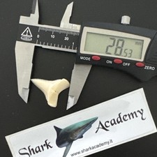 Great W Shark Tooth Very White