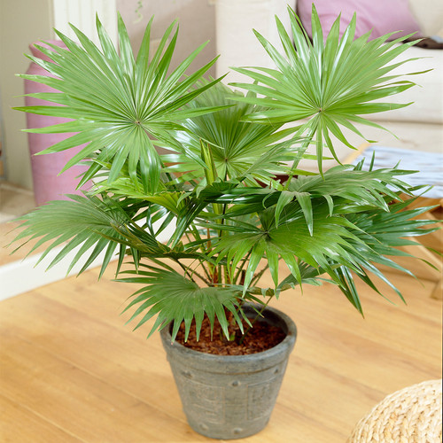 Decorative indoor plant - decorative,