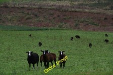 Photo 6x4 Zwartbles sheep near the footpath from Snipes Dales to Hagworth c2013
