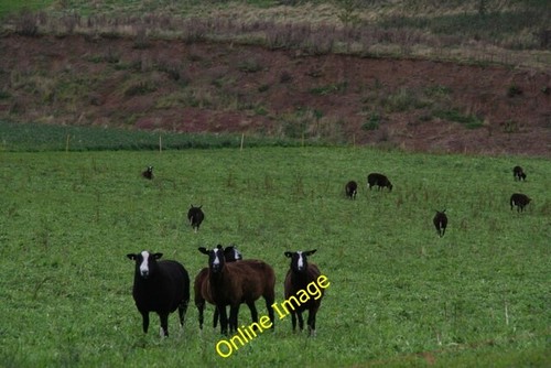 Photo 6x4 zwartbles sheep near - photo,