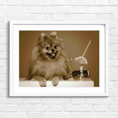 Cute fluffy brown pomeranian - fluffy,
