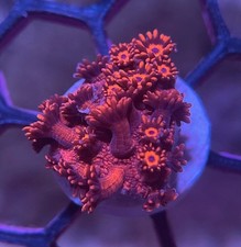 WYSIWYG ULTRA RED GONIOPORA MARINE CORAL/ LPS/SPS/SOFTIES/ZOAS