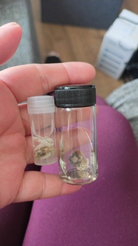 Rare macro wet specimen - wet,
